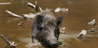 Invading Aliens: 10 Dangerous Invasive Animal Species