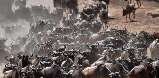 Mass Animal Moving: 8 Largest Mammal Migrations
