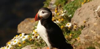 Eye-Catching Organ: 8 Animals With Colorful Tongues