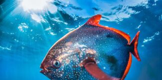 Unique Marine Life: 5 Fascinating Warm-Blooded Fish