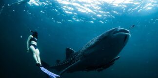 Defensive Skin: 8 Animals With Extremely Tough & Thick Hides