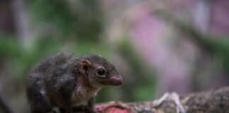 Biological Sonar: 10 Animals That Use Echolocation