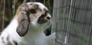 Animal Experiment: 7 Animals That Scientists Use During Research