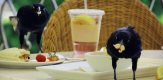 Kleptoparasites: 10 Animals That Steal Food From Others