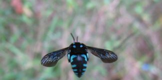 Neon Cuckoo Bee: Shiny Parasite Behind Your Backyard