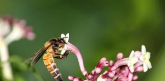 Big Pollinators: 10 Largest Bees Around The World