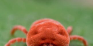 9 Newly Discovered Animal Species Since 2020