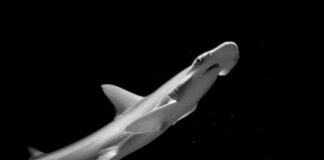 Bonnethead: The Only Omnivorous Shark Of The Ocean
