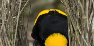 Amazing Architects: 5 Most Beautiful Bowerbird Species