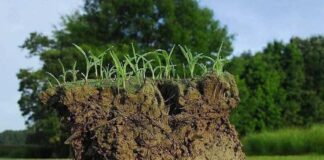 Brumation: 5 Cold-Blooded Animals That Rest In Low Temperature