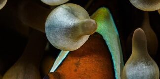 Tongue Eating Louse: The Bizarre Fish Parasite