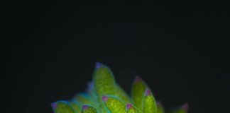 Beautiful Marine Gastropods: 10 Colorful Sea Slugs