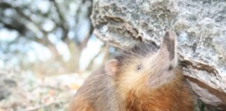 Solenodon: The Rare Venomous Mammal With Deadly Saliva