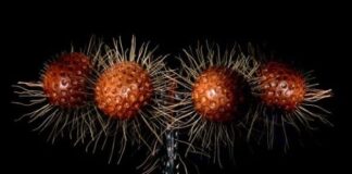 Brazilian Treehopper: A Bug With Weird Headpiece
