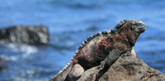Marine Iguana: Sea Reptile From The Galapagos Islands