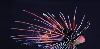 Deadly Body: 7 Venomous Fish That Can Be Dangerous To Humans