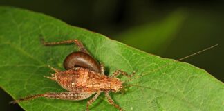 Animal Zombies: 7 Body Snatchers That Control The Hosts’ Minds