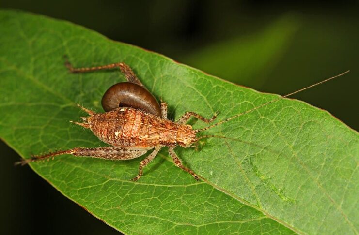 Animal Zombies: 7 Body Snatchers That Control The Hosts’ Minds