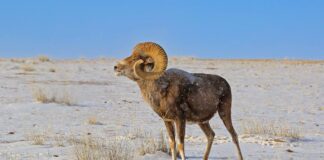 Big Woollybacks: 11 Largest Sheep Around The World