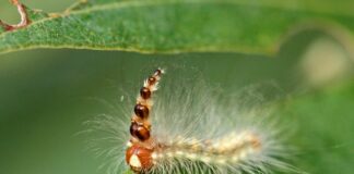 Mad Hatterpillar: The Unique Caterpillar With Stack Of A Hats