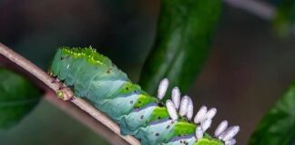 Parasitoids: 5 Deadly Organisms That Kill Their Hosts