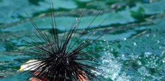 Sea Urchin: Spiky Marine Invertebrate With A Taste