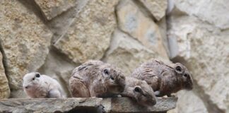 Animal Suicide & What Triggered Them