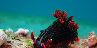 Shellfish Types: 2 Main Kinds Of Shellfish