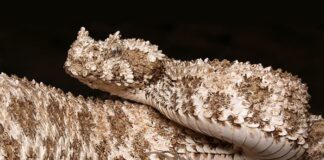 Spider-Tailed Horned Viper: Ghastly Snake To See