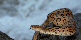 The Big Four: Deadliest Venomous Snakes In India