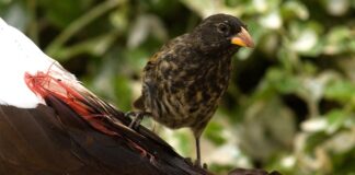 Bloodsuckers: 8 Animals That Drink Blood As Food