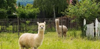 Alpaca: The Adorable Herd & Therapy Animals We Love
