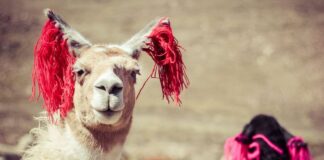 Llama: The Helpful Animals For Ranchers In Rocky Mountain Regions