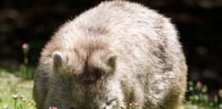 Pouchy Animals: 5 Large Marsupials From America & Australia