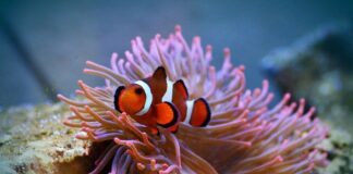 Symbiosis: 9 Dissimilar Organisms That Live Together