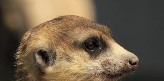 Kinkajou: The Rainforest Mammal That Looks Like Primate