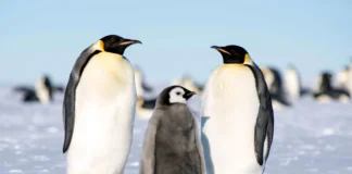 Devoted Fathers: 12 Animal Dads That Look After Their Babies