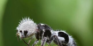 Panda Ant: The Dangerous Insect With Extremely Painful Stings