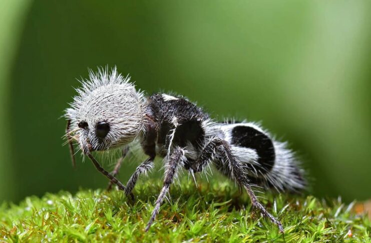 Panda Ant: The Dangerous Insect With Extremely Painful Stings