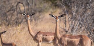 Gerenuk: The Longest-Necked Member In The Gazelle Tribe