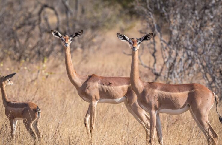 Gerenuk: The Longest-Necked Member In The Gazelle Tribe