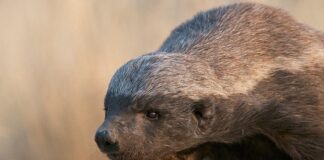 Honey Badger: A Fearsome Predator That Can Kill Humans