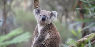 Distinctive Marks: 3 Animals With Fingerprints Like Humans