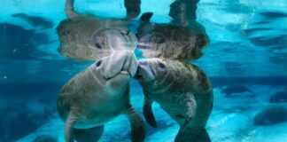 Manatee: The Gentle Giants In The Water
