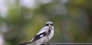 Shrike: Nature’s Serial Killer With Merciless Tactics