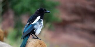 Magpie: The Intelligent Bird With Bold Personality