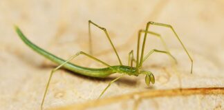 Twig Spider: Bendy Arachnid You Probably Haven’t Seen