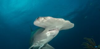 Unusual Shape: 9 Hammerhead Shark Species In The Ocean