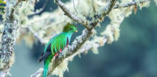 Adorable Fur Balls: 10 Cute Birds You Should See