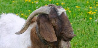 Domestic Livestock: 10 Large Goat Breeds